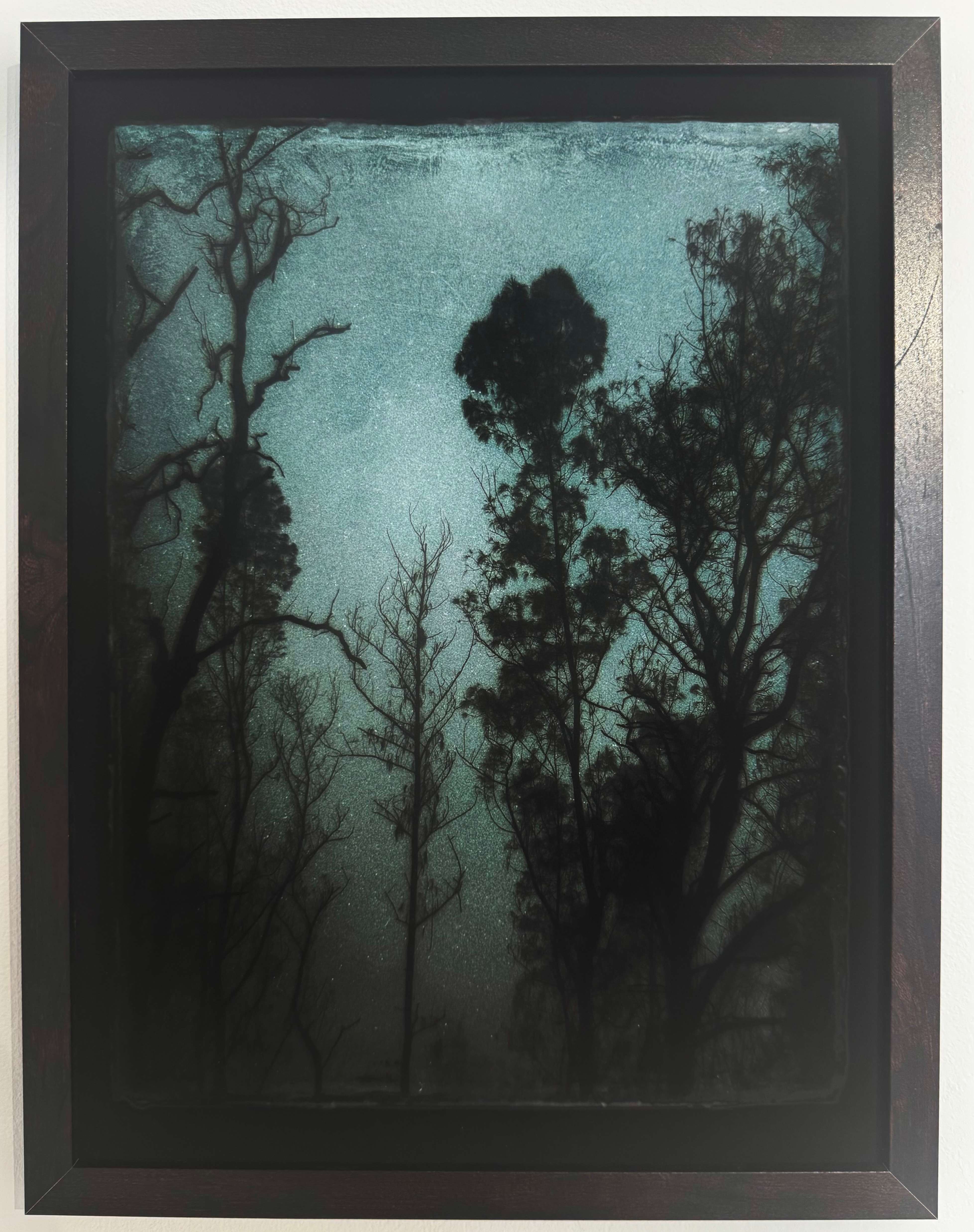 Blue Forest
